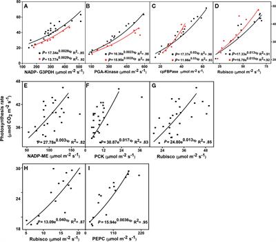 Validation of an Enzyme-Driven Model Explaining Photosynthetic Rate Responses to Limited Nitrogen in Crop Plants